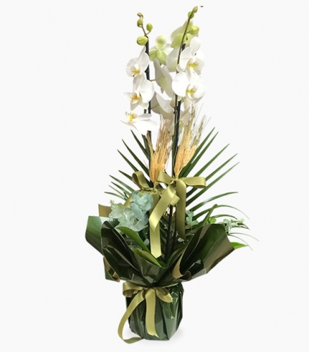 Doğanın En Saf Enerjisi Orkide Tasarımı