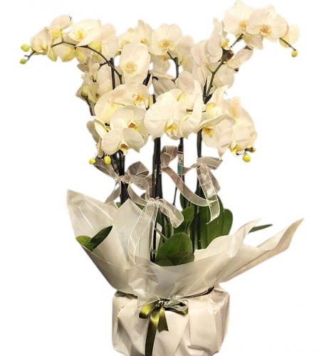 5 Dallı Premium İthal Beyaz Orkide Zarafetin En Görkemli Hali!