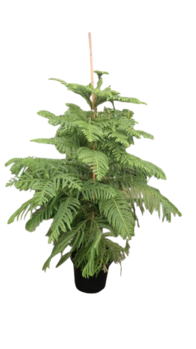 Norfolk Adası Çamı