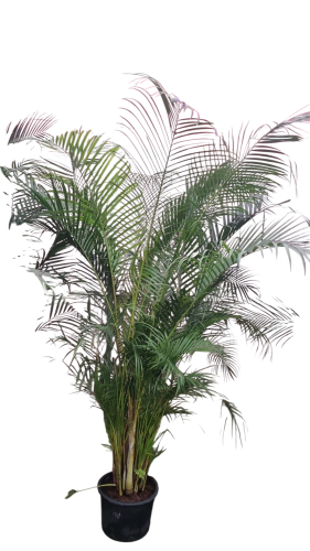 Areka Palmiyesi Yaşam Alanlarınıza Tropikal Bir Dokunuş