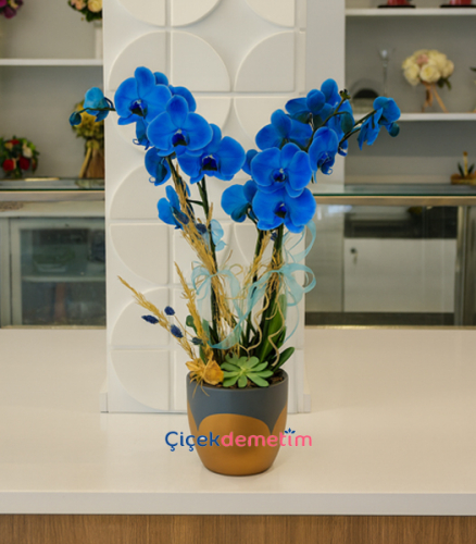 Mavi Orkide Aranjmanı