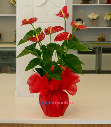 Kırmızı Antoryum Saksı Çiçeği