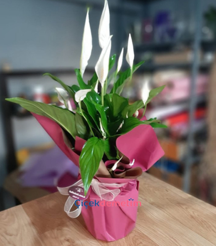 Barış Çiçeği Spatifilyum