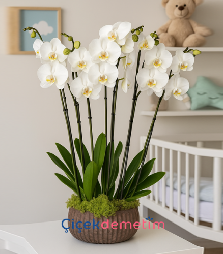 Beyaz Orkide Aranjmanı
