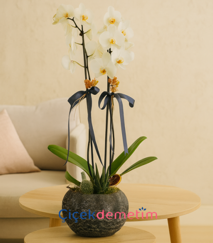 İkili Beyaz Orkide Aranjmanı