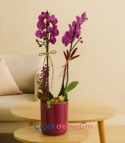 Mor Orkide Aranjmanı