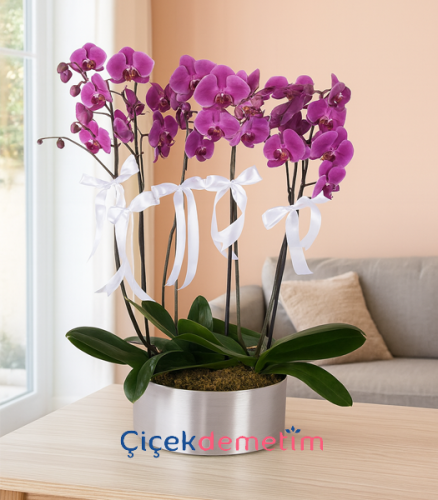 5 Dal Mor Orkide Aranjmanı