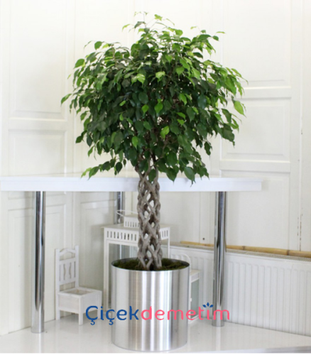 Ficus Benjamina (Benjamin Bitkisi)
