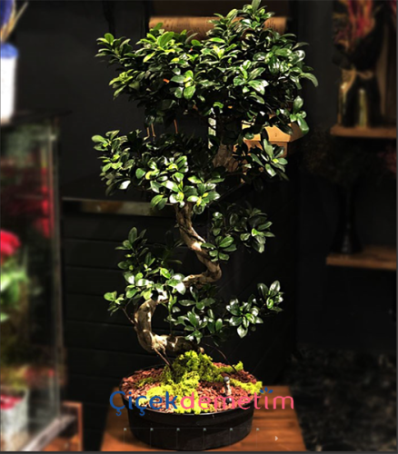 Ficus Ginseng Bonsai