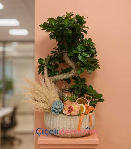 Modern Bonsai Tasarımı