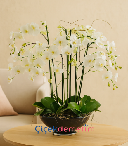 Beyaz Orkide Aranjmanı