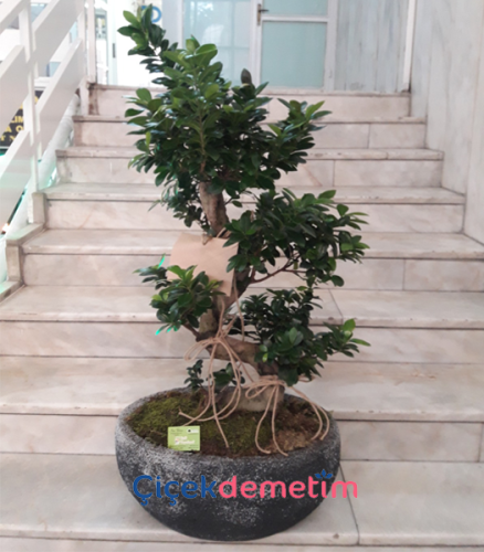 Ficus Ginseng Bonsai