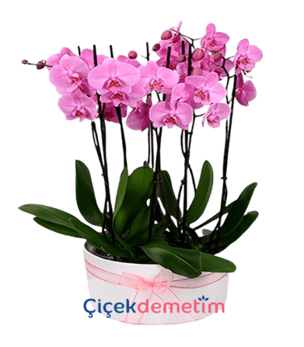 5 Dal Pembe Orkide Aranjmanı