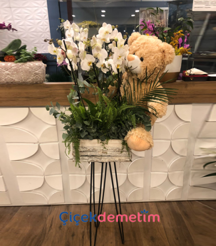 Orkide ve Peluş Ayıcık Aranjmanı