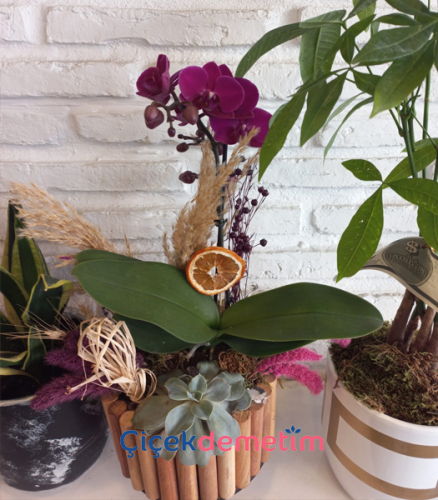Mor Orkide ve Sukulent Aranjmanı