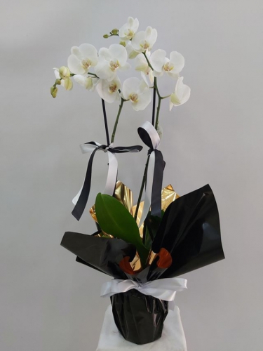 Bulutların Üstünde: Premium Beyaz Phalaenopsis